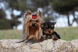 YORKSHIRE TERRIER 389